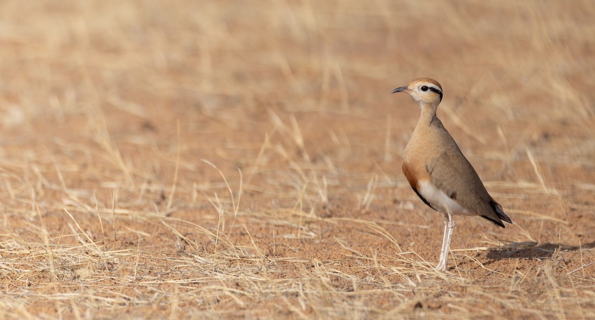 Temminck's Courser - Luke Seitz