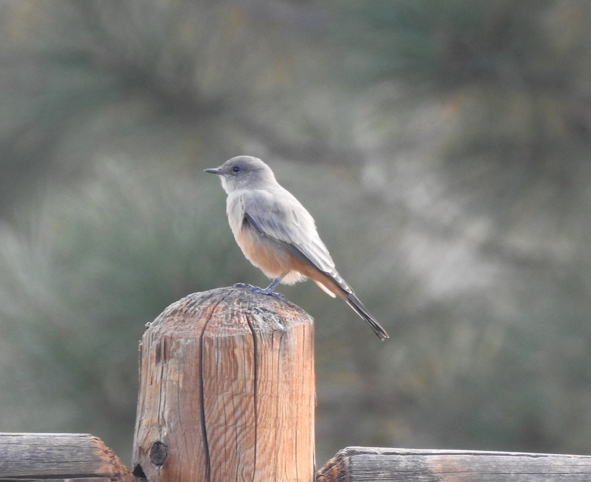Say's Phoebe - ML609171662