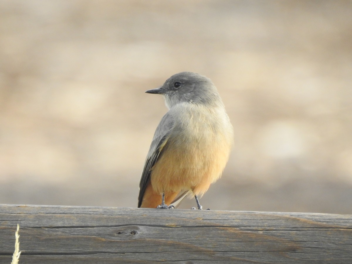 Say's Phoebe - ML609171663