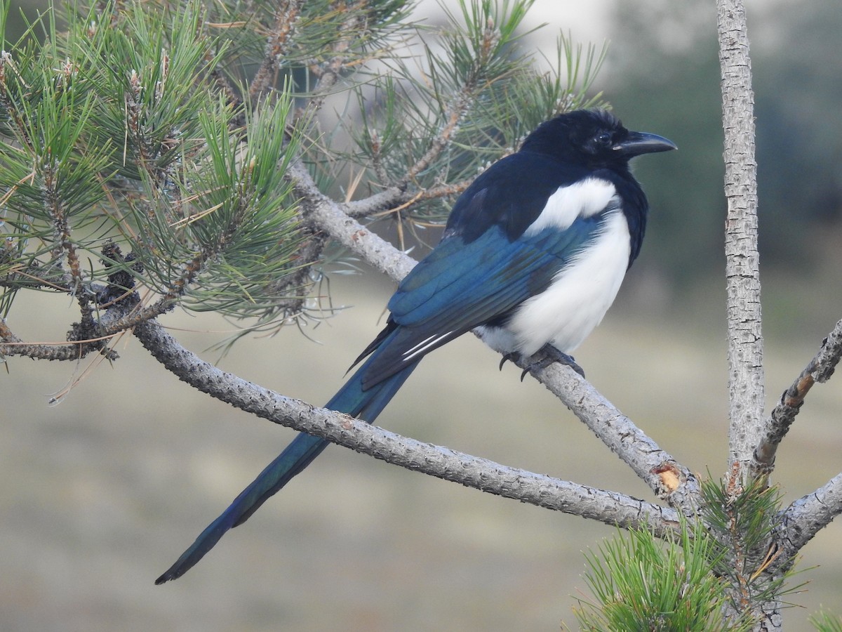 Black-billed Magpie - ML609171664