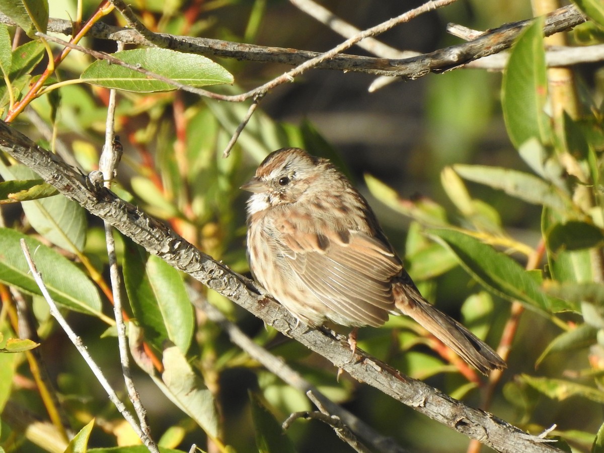 Song Sparrow - ML609171679