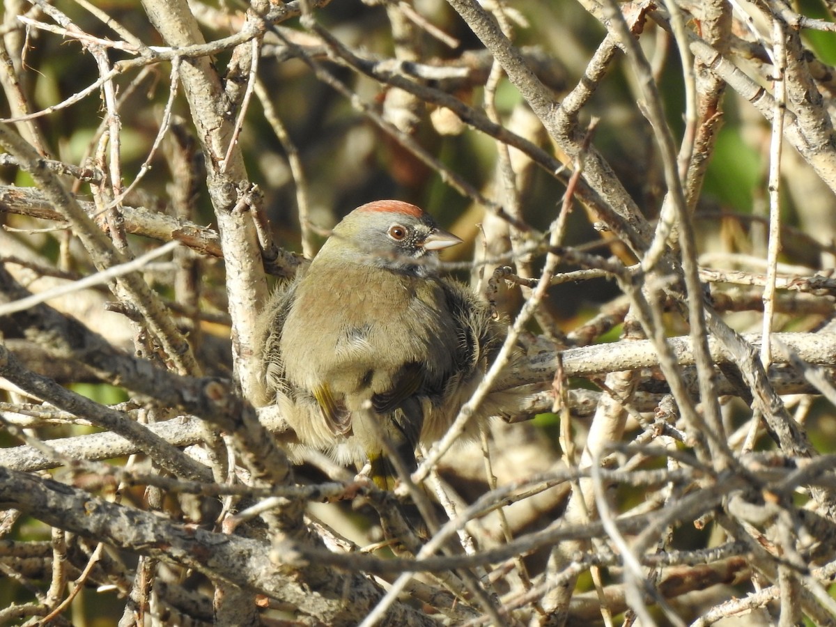 Green-tailed Towhee - ML609171687