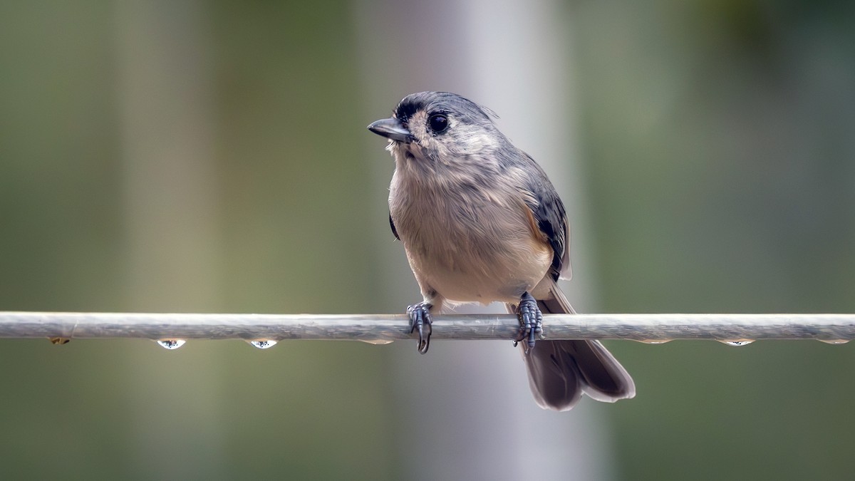 Tufted Titmouse - Jim Gain