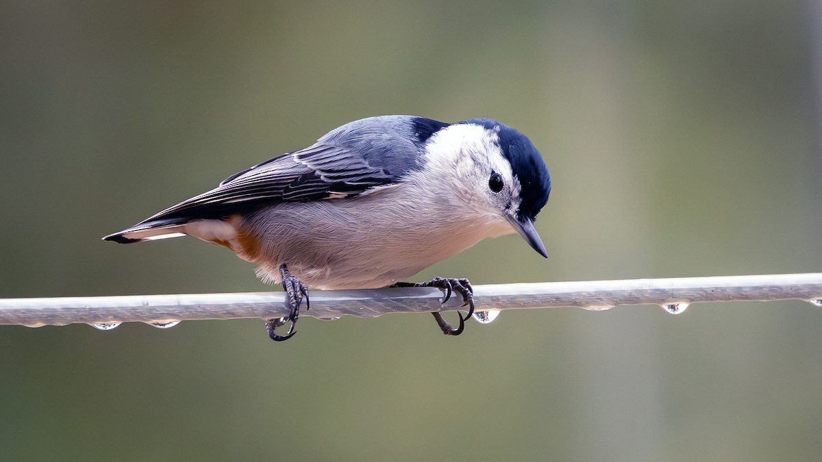 White-breasted Nuthatch - Jim Gain