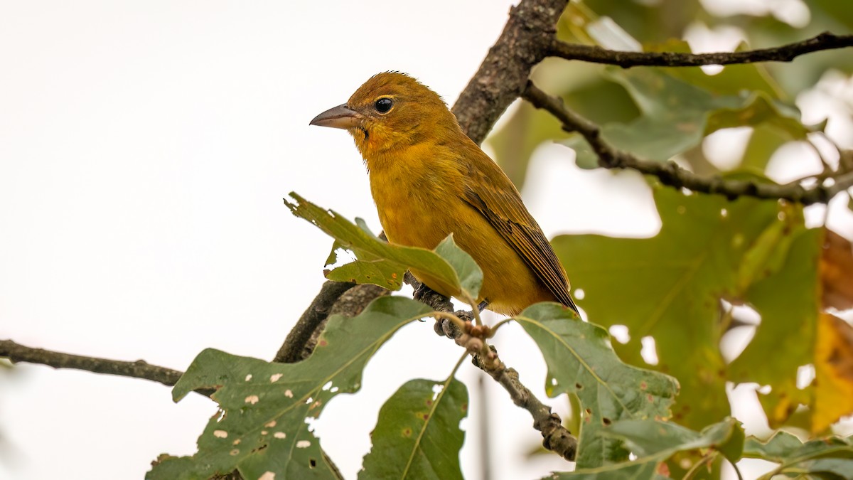 Summer Tanager - Jim Gain