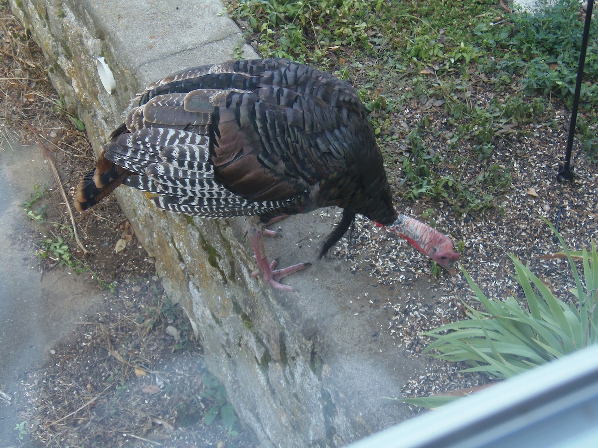 Wild Turkey - ML609171739