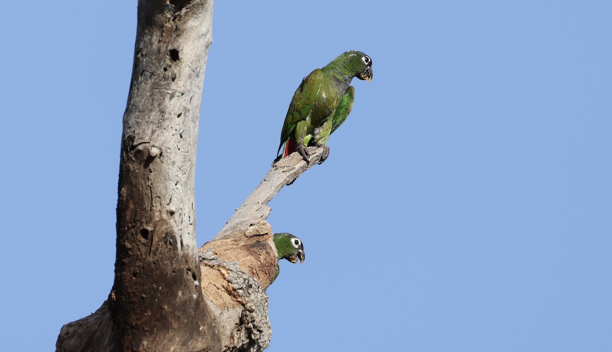 Scaly-headed Parrot - ML609171859