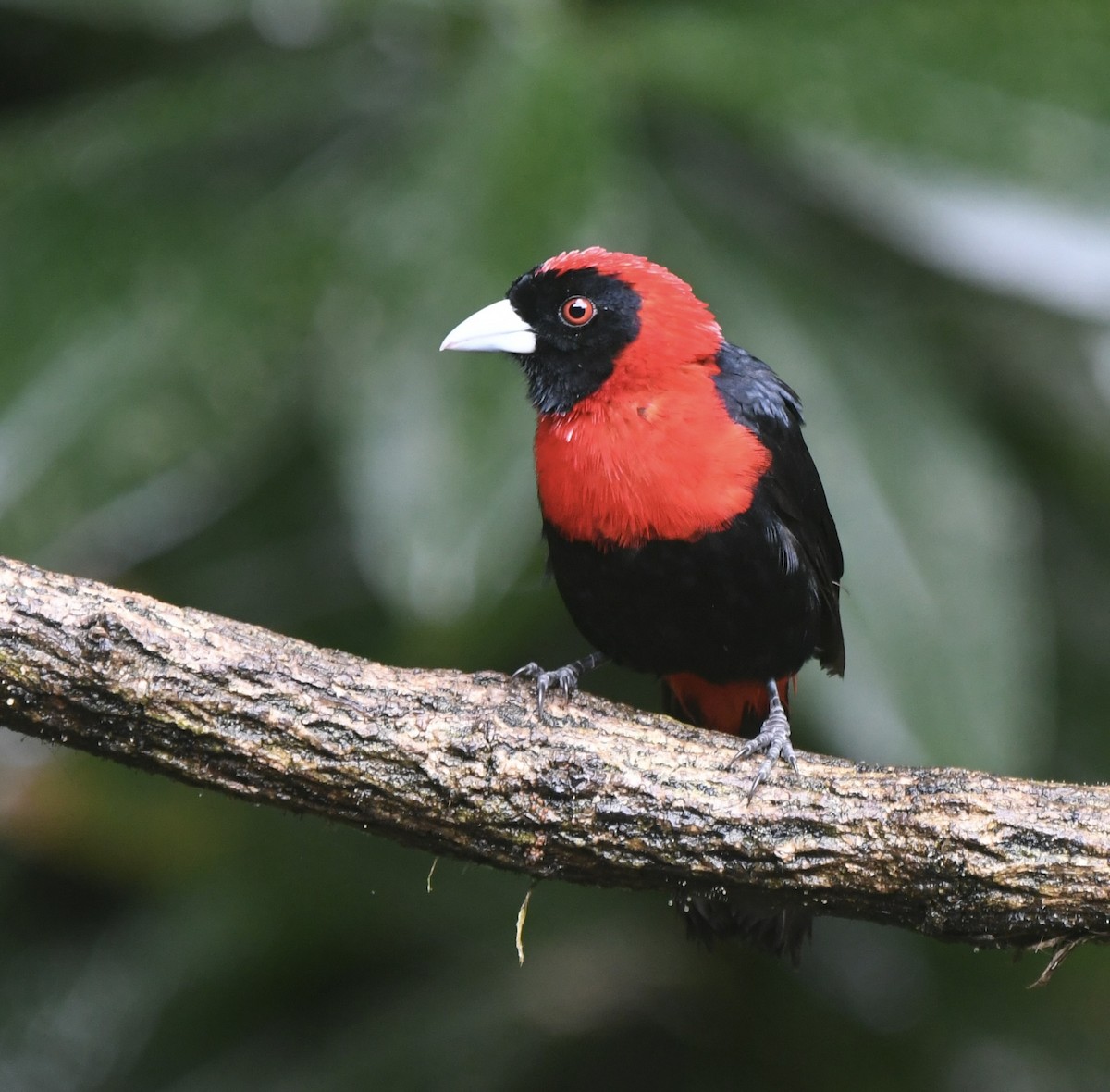 Crimson-collared Tanager - Kate Rothra Fleming