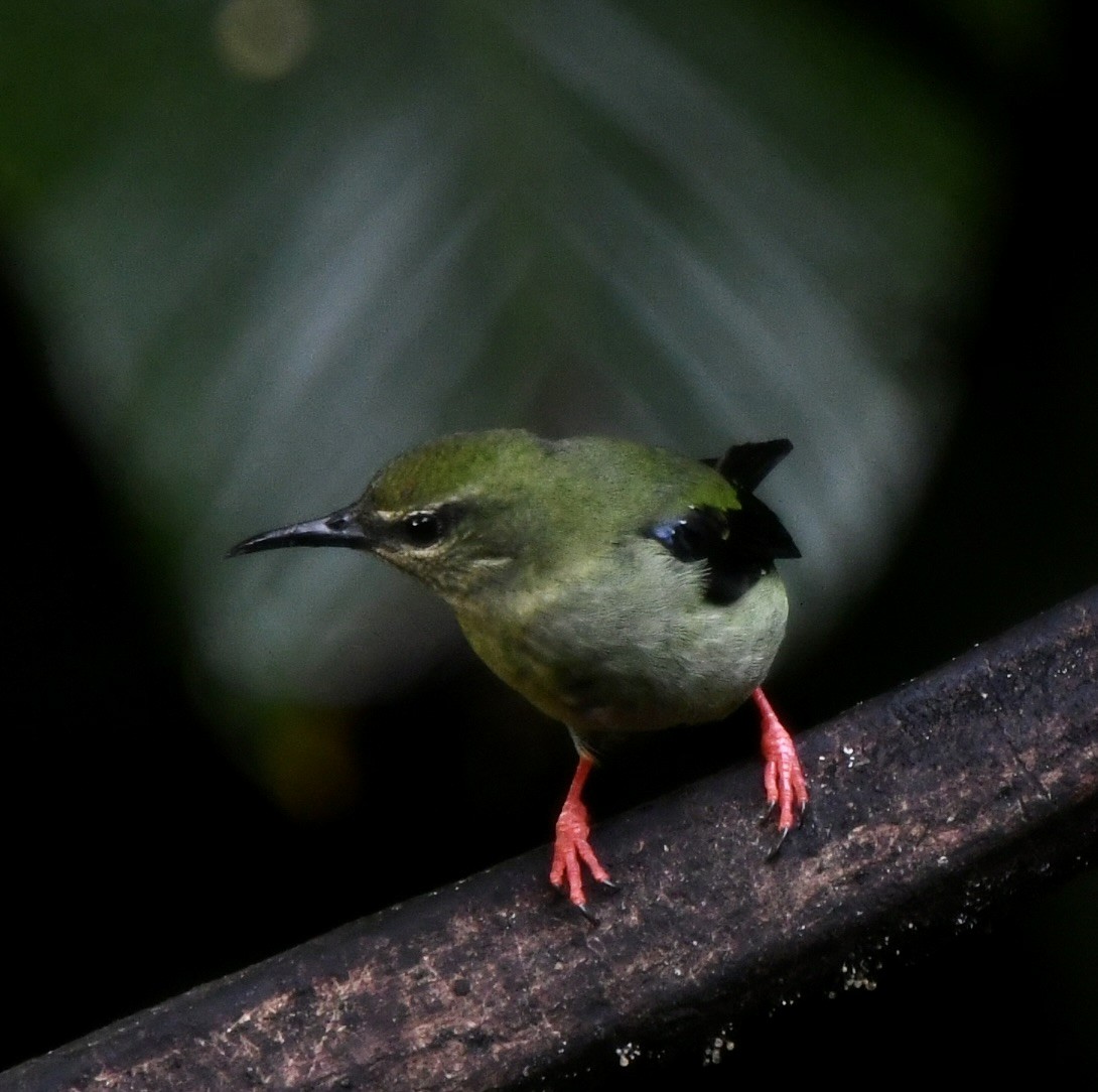 Red-legged Honeycreeper - ML609171907