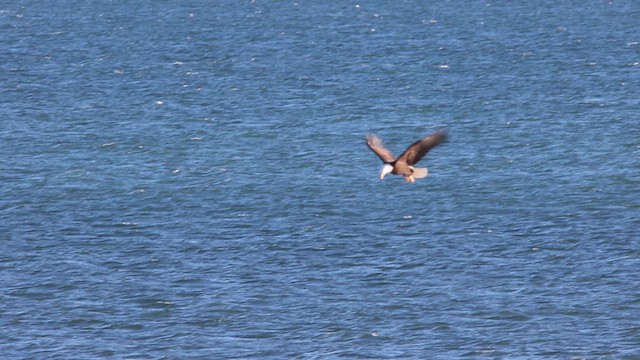 Bald Eagle - ML609171936