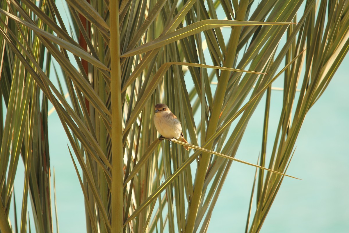 Red-backed Shrike - Mark Baker