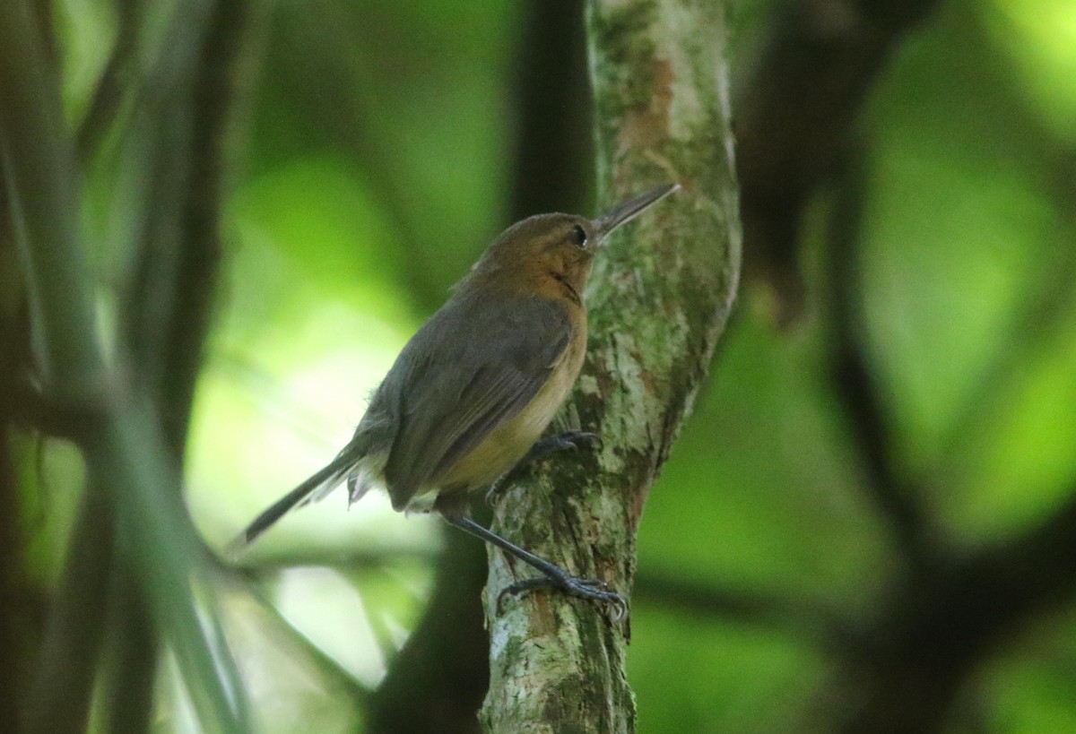 Long-billed Gnatwren (rufiventris Group) - ML609172163