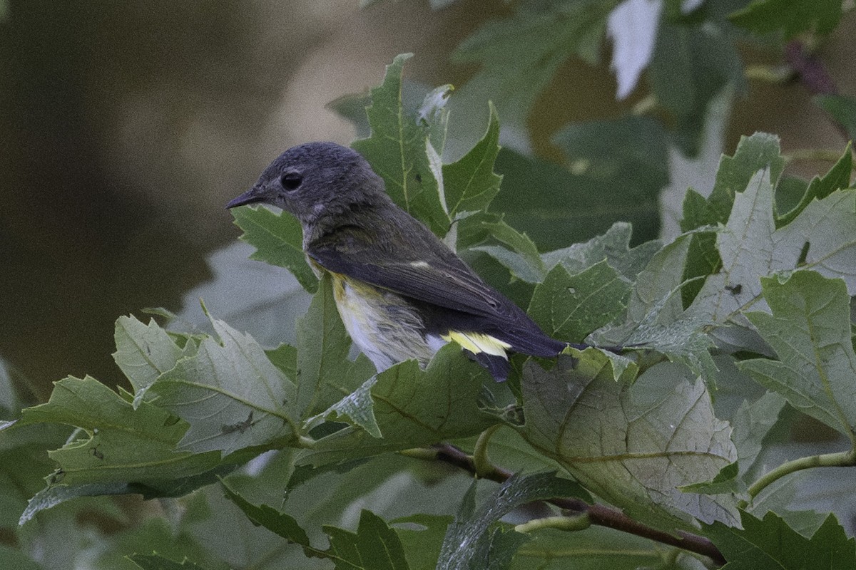 American Redstart - ML609172192