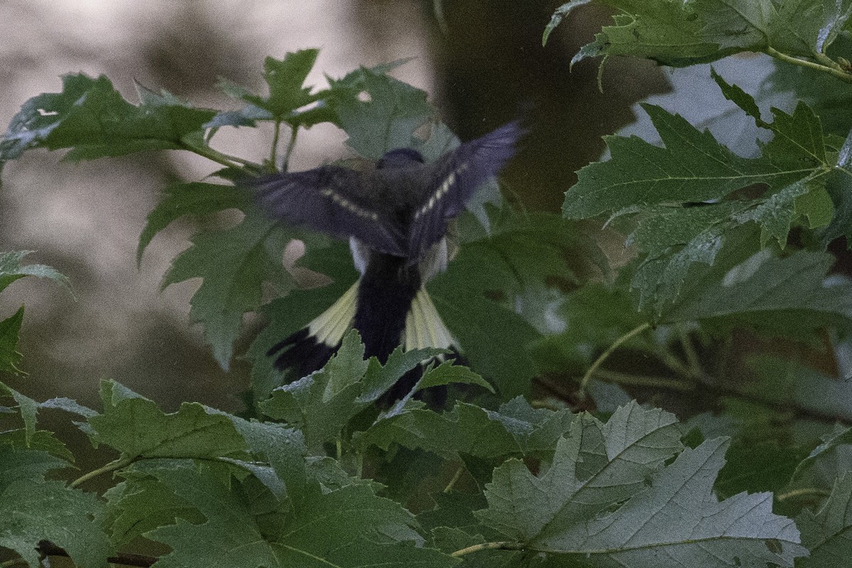 American Redstart - ML609172193