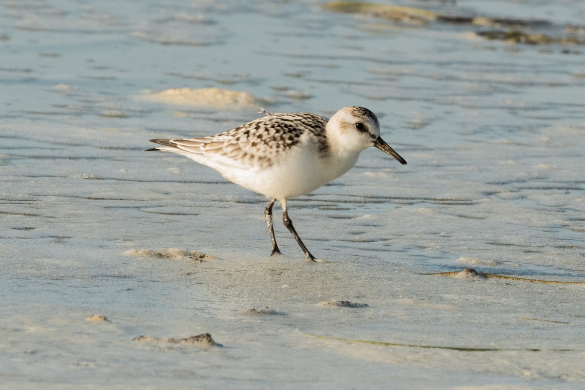 Bécasseau sanderling - ML609172208