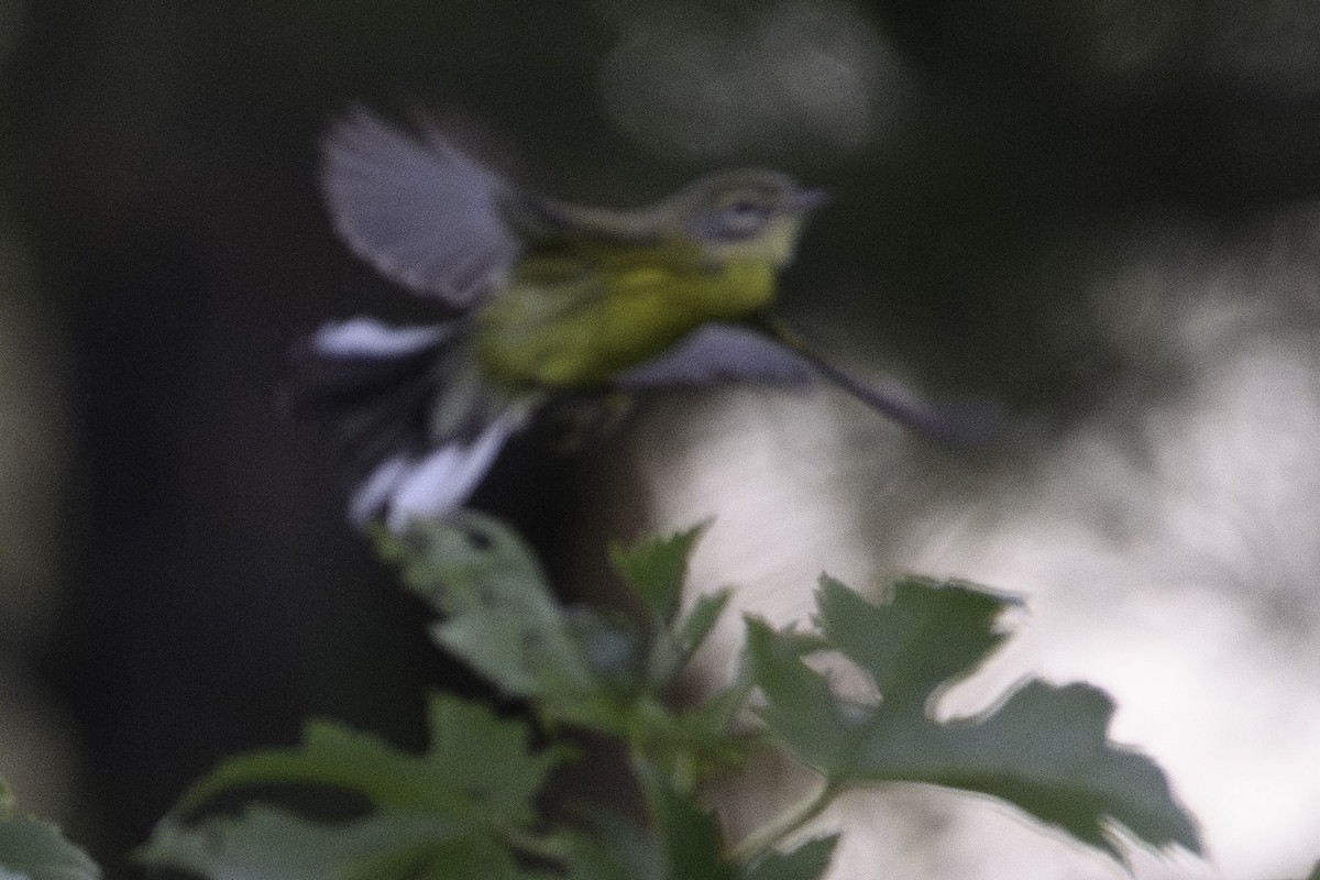 Magnolia Warbler - Keith Kennedy