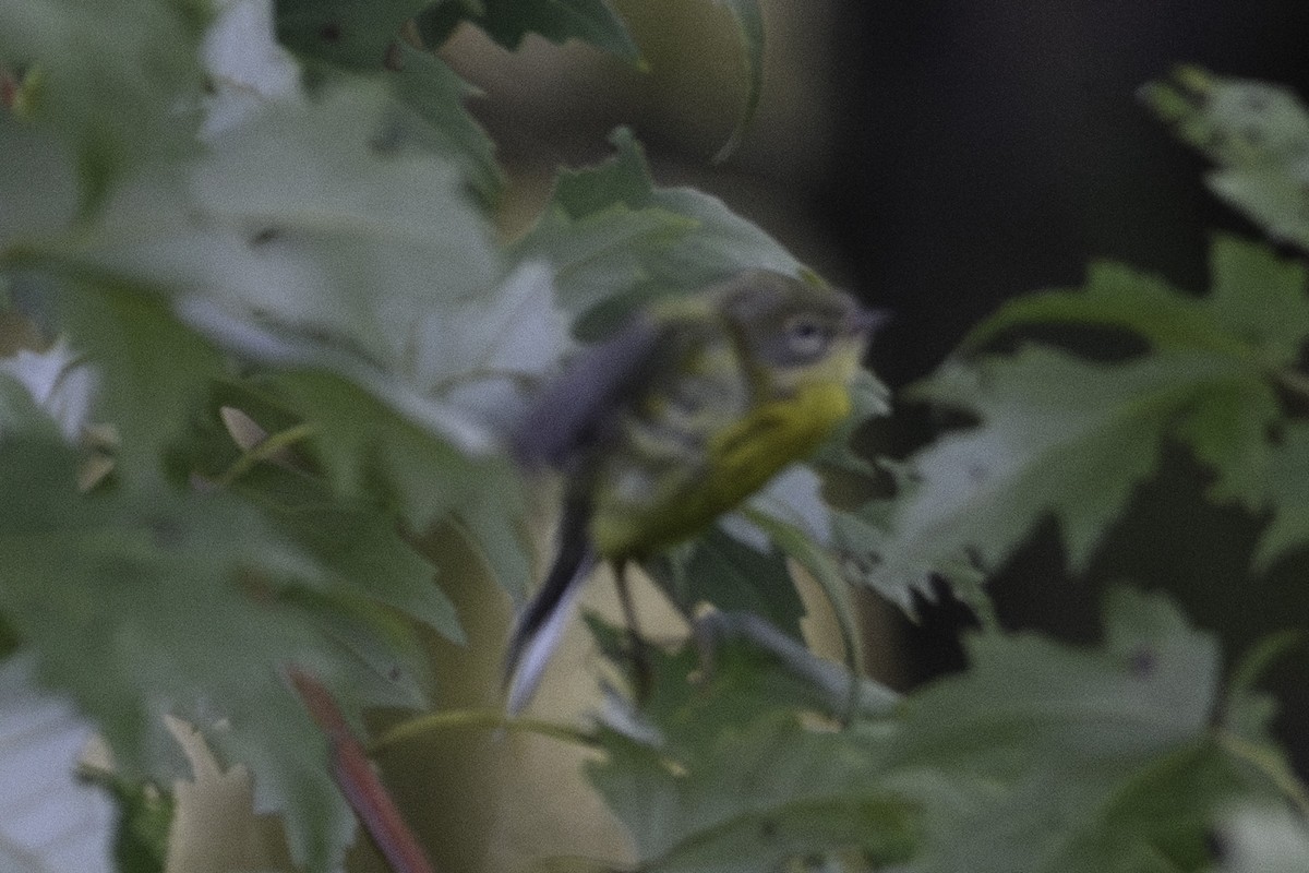 Magnolia Warbler - Keith Kennedy