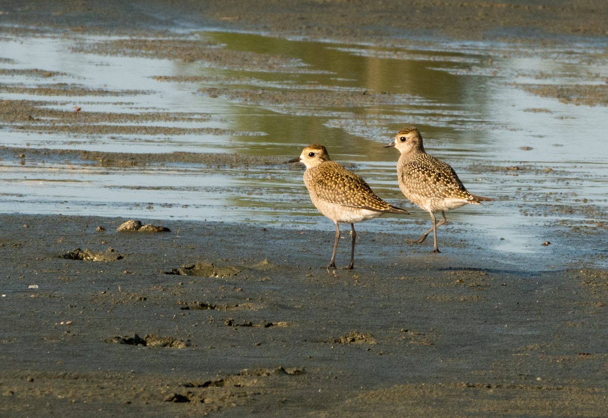 Black-bellied Plover - ML609172218