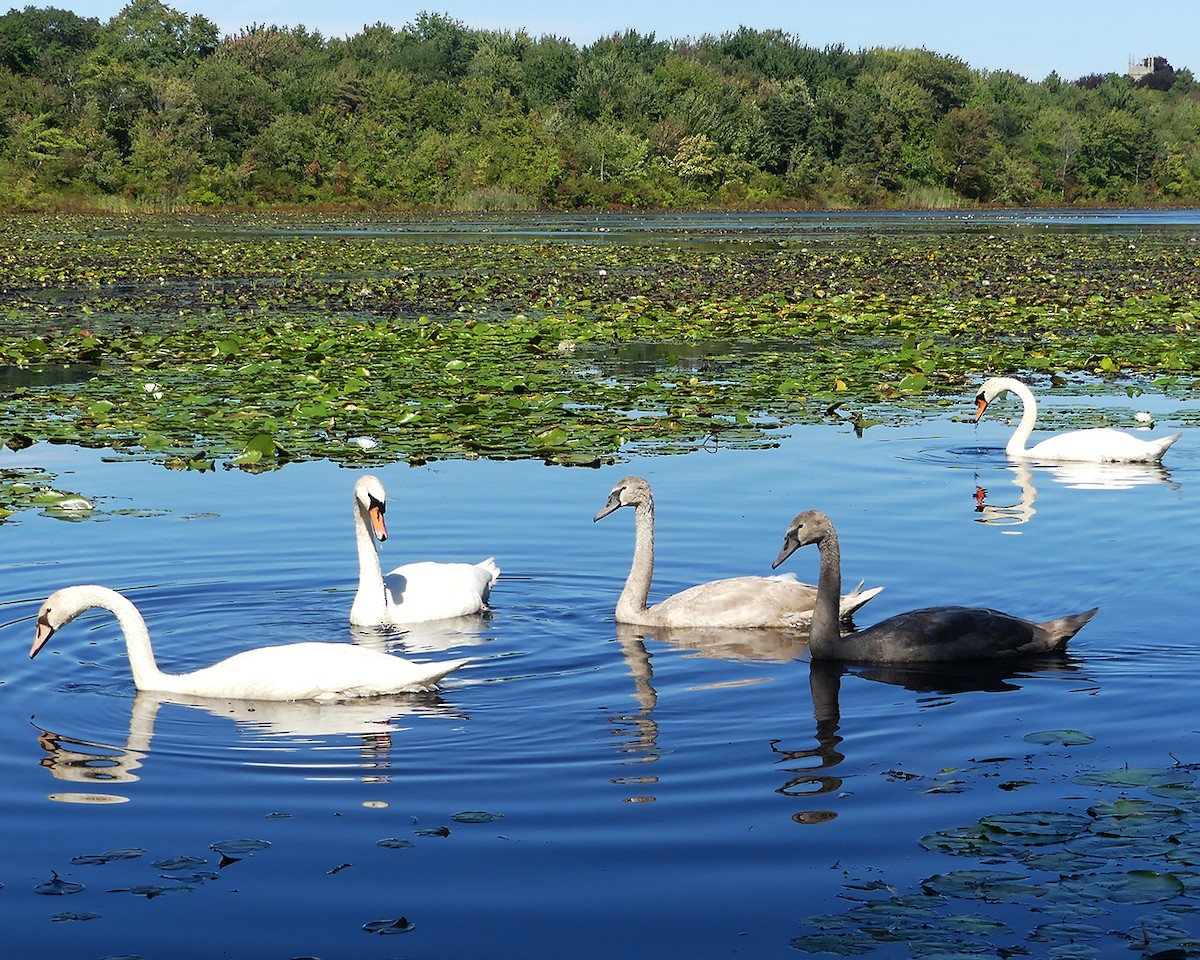 Mute Swan - Allie Kleber