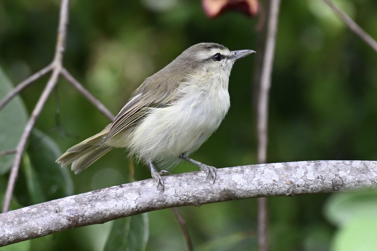 Yucatan Vireo - Simon Artuch