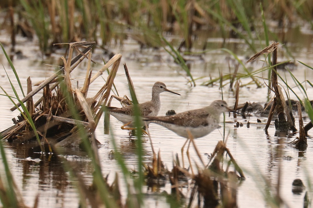 Greater Yellowlegs - ML609172315