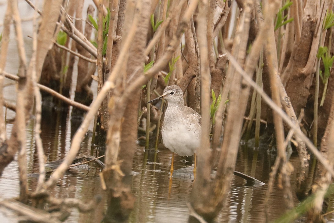 Lesser Yellowlegs - ML609172349