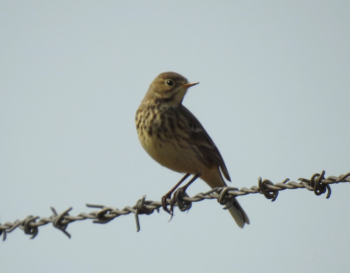 American Pipit - Glenn Hodgkins