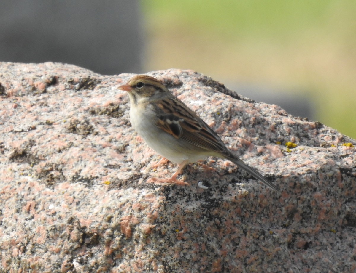 Chipping Sparrow - Glenn Hodgkins