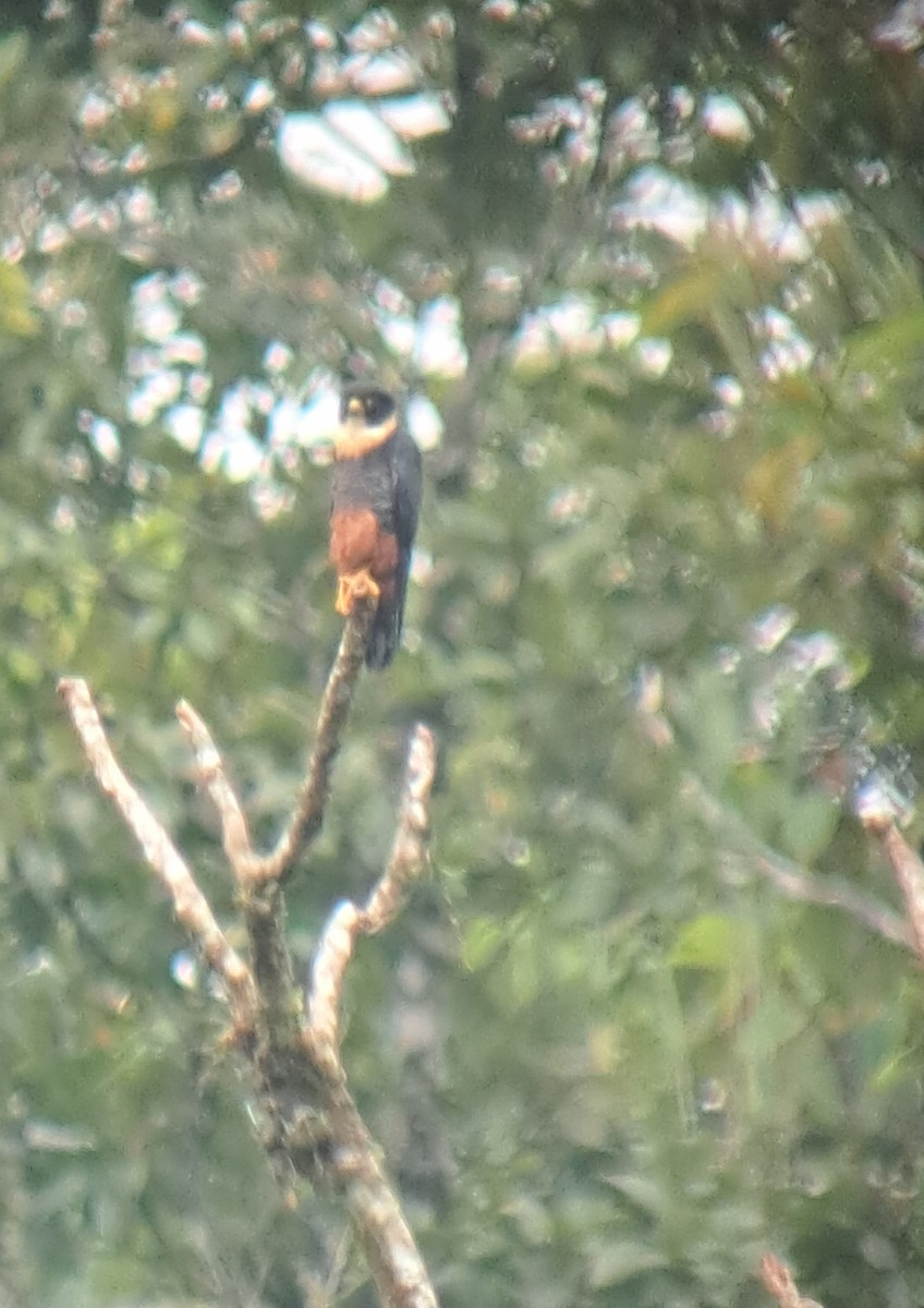 Orange-breasted Falcon - Tino Sanchez