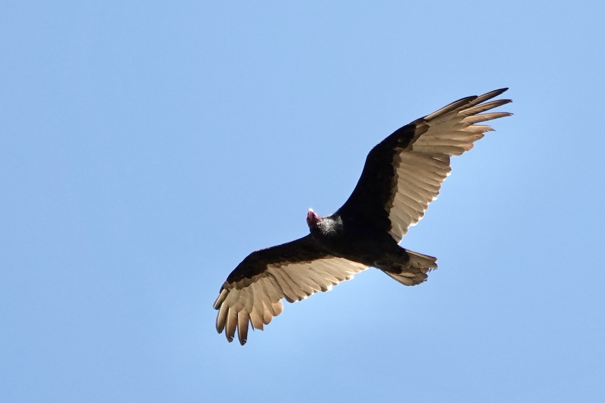Turkey Vulture - ML609172544