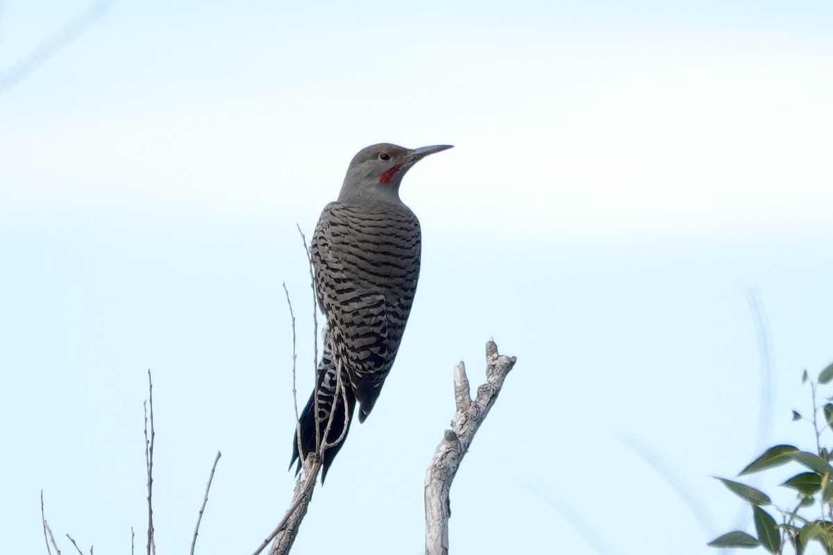 Northern Flicker (Red-shafted) - ML609172570