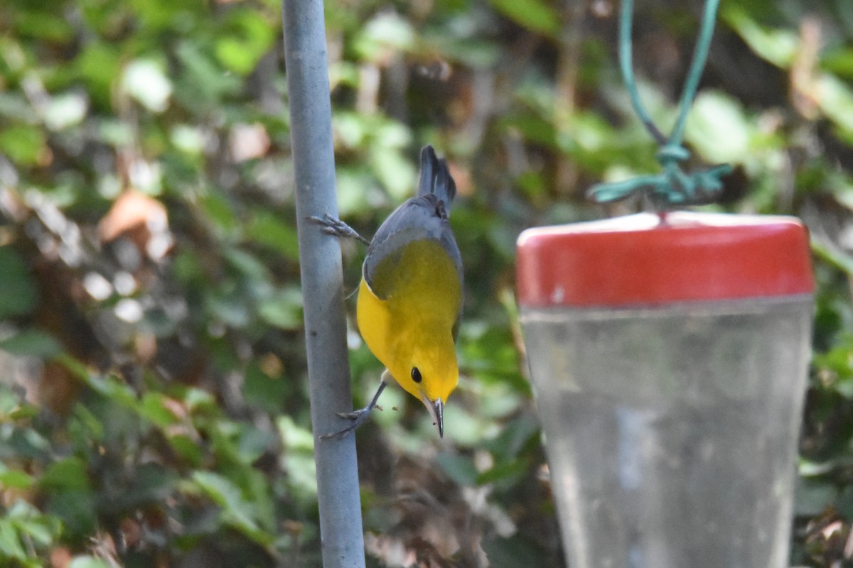 Prothonotary Warbler - ML609172586