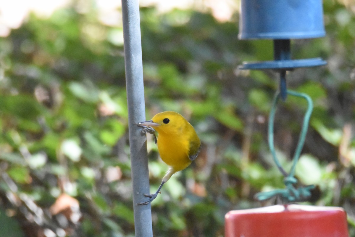 Prothonotary Warbler - ML609172593