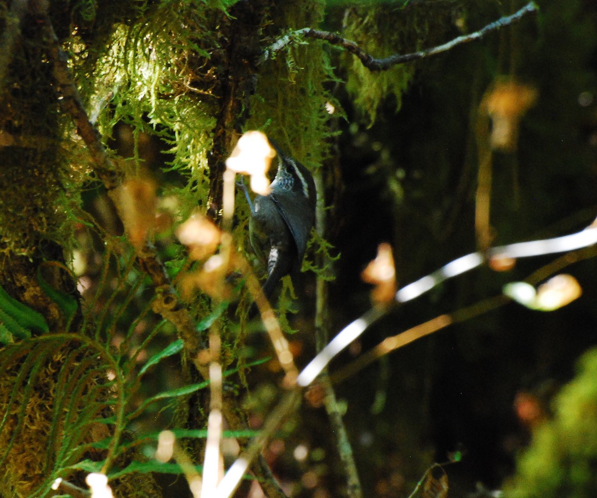 Bewick's Wren - ML609172603