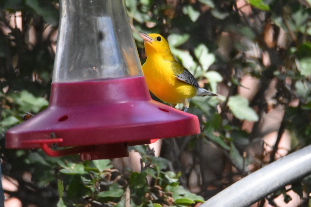 Prothonotary Warbler - ML609172605