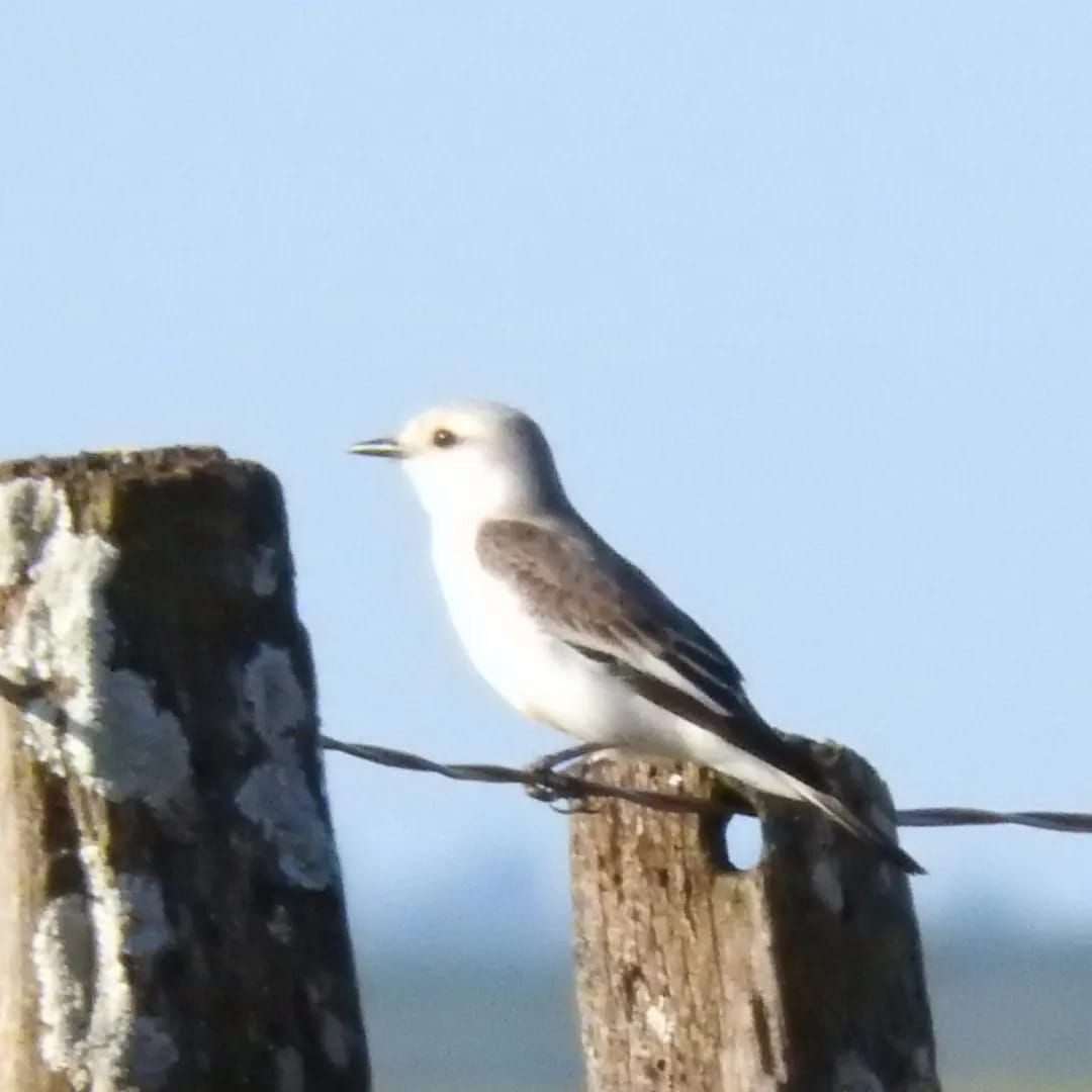 White-rumped Monjita - ML609172642