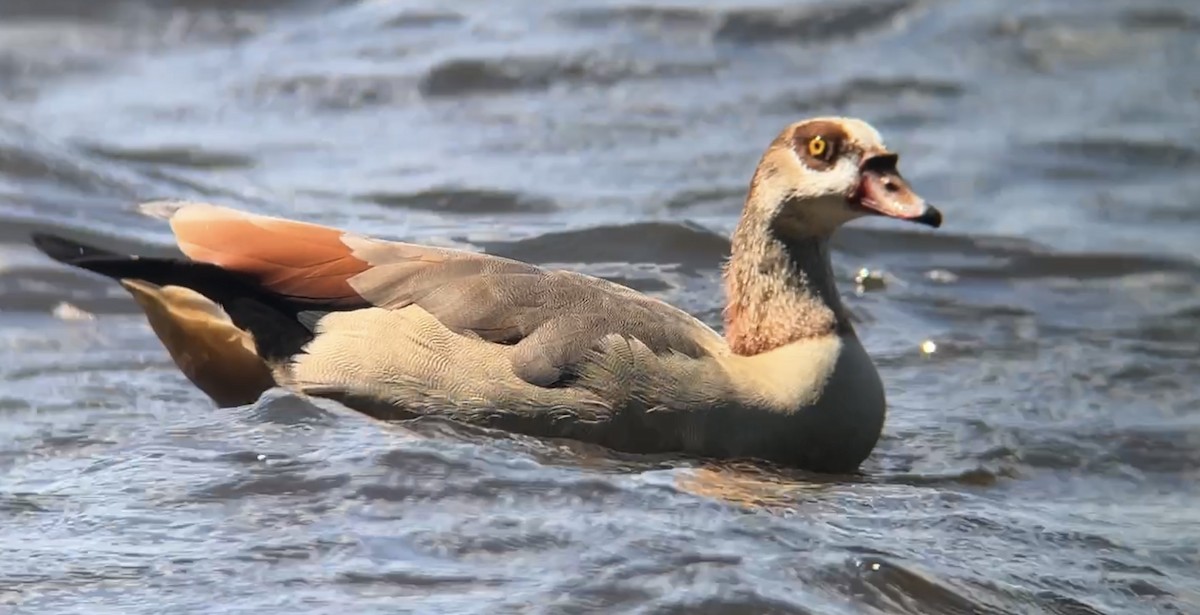 Egyptian Goose - ML609172739