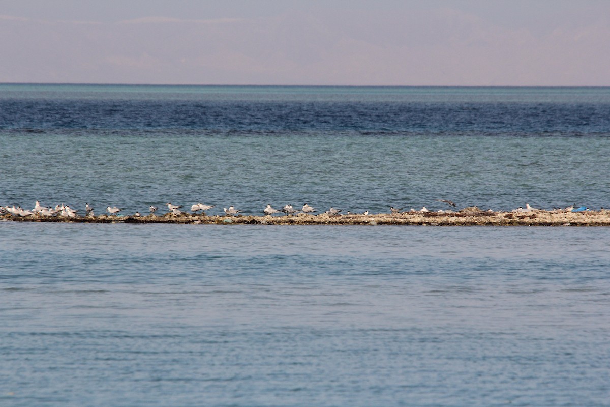 White-cheeked Tern - ML609172780