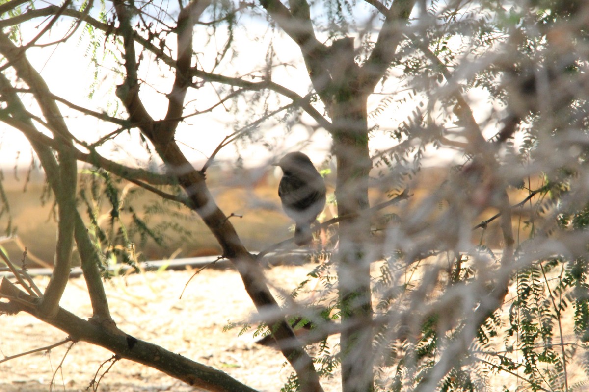 Tarabilla Europea/Siberiana - ML609172811