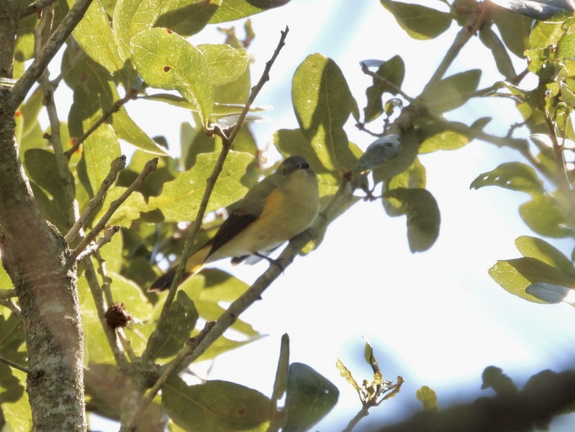 American Redstart - ML609172819