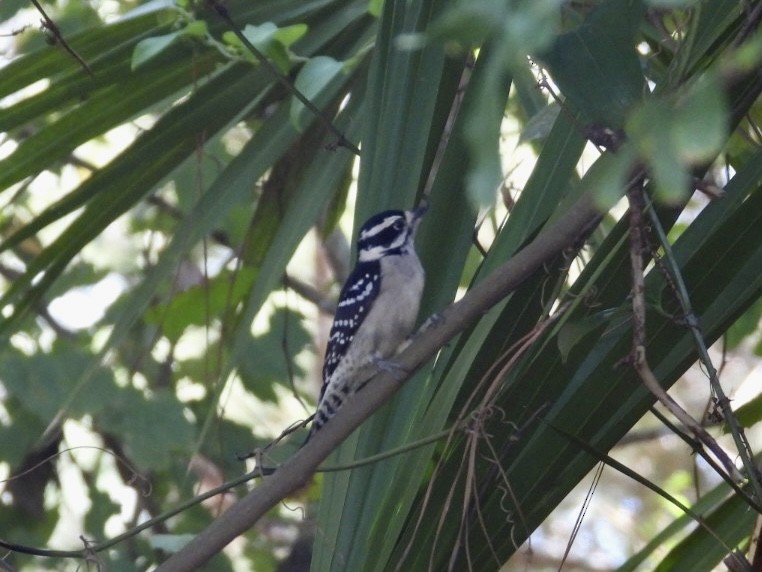 Downy Woodpecker - ML609172828