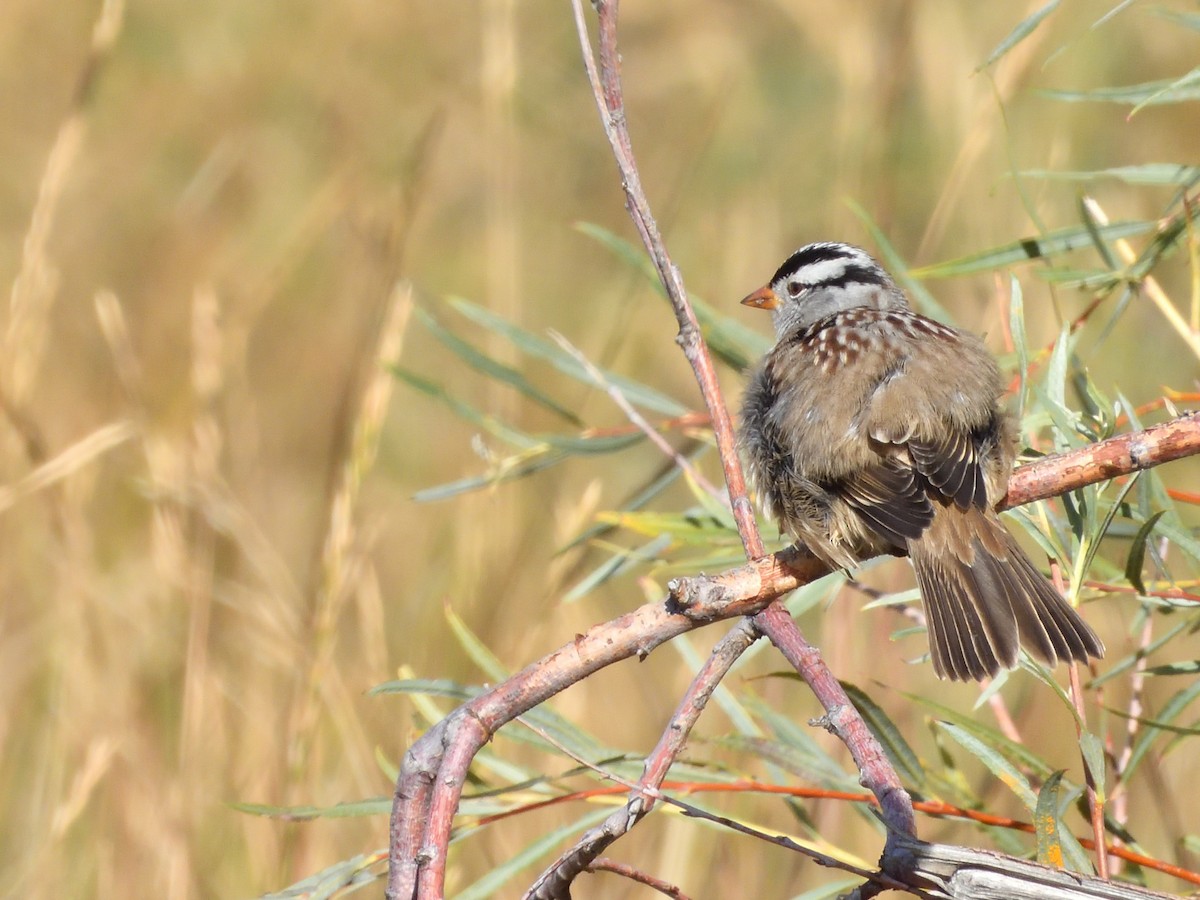 White-crowned Sparrow - ML609172868