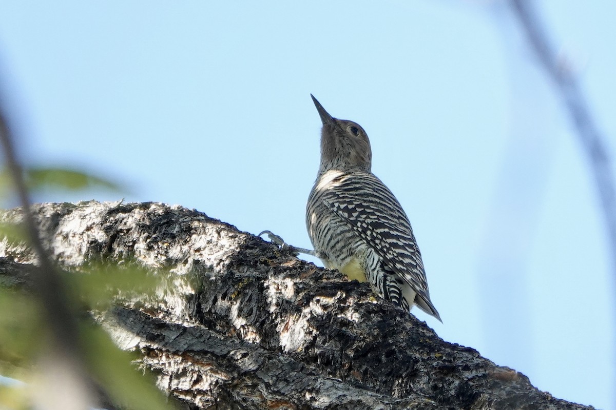 Williamson's Sapsucker - ML609173030