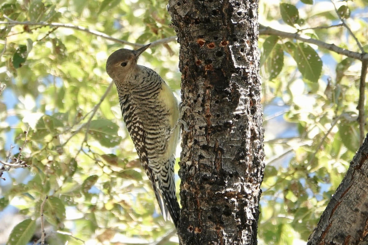 Williamson's Sapsucker - ML609173102