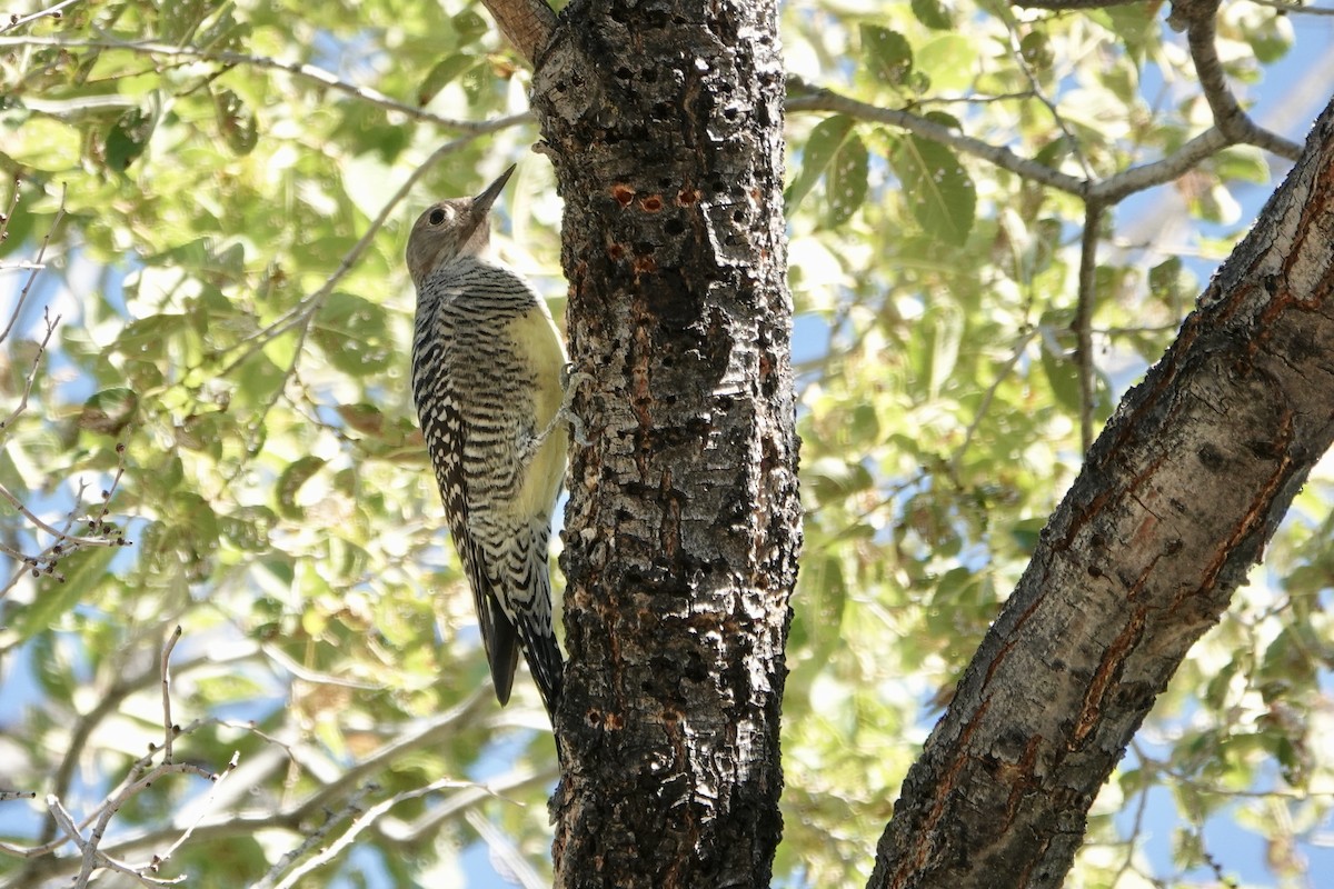 Williamson's Sapsucker - ML609173108