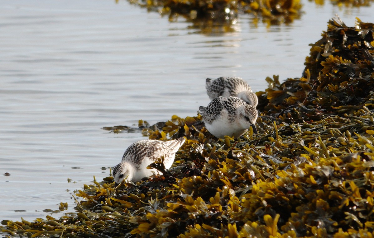 Sanderling - ML609173202