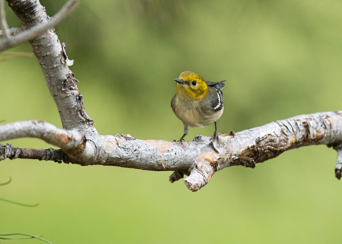 Paruline à tête jaune - ML609173213