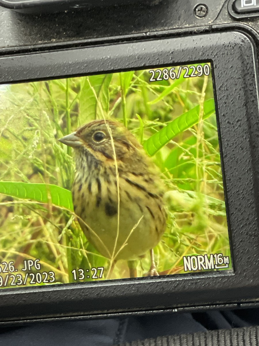 Lincoln's Sparrow - ML609173215