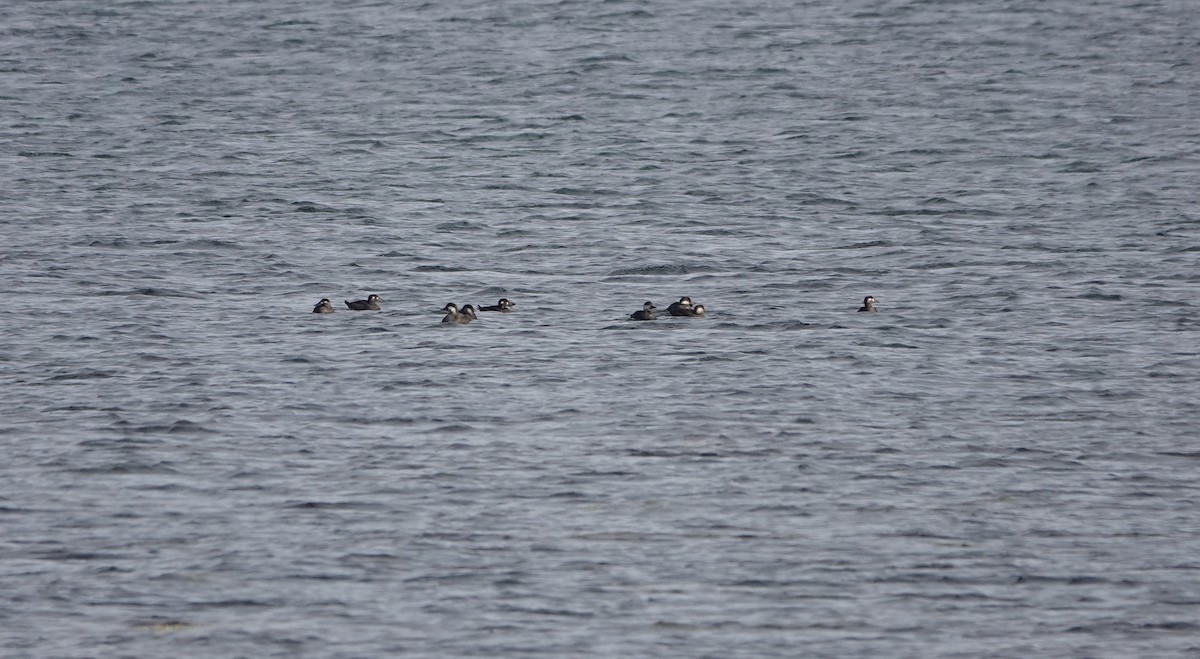 Surf Scoter - ML609173325