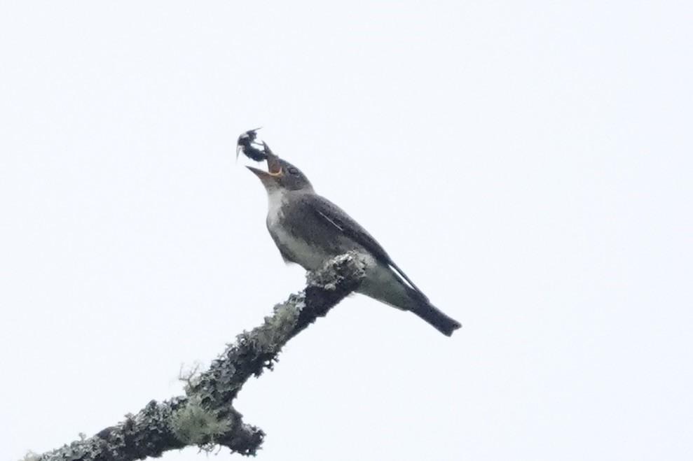 Olive-sided Flycatcher - ML609173341